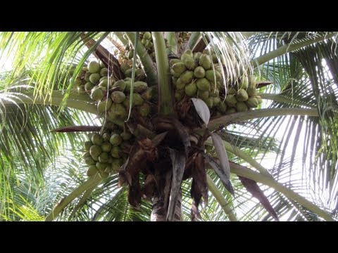 Sprinkler Irrigation for Coconut Farms with Inter Crops