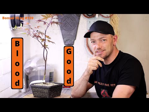 Das Unmögliche wird möglich - Acer palmatum Bloodgood [Abmoosung] | Bonsai VLog #120