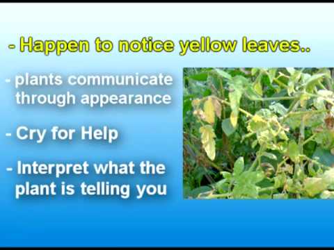 How To Deal With Dried Leaves On Tomato Seedlings Farmer