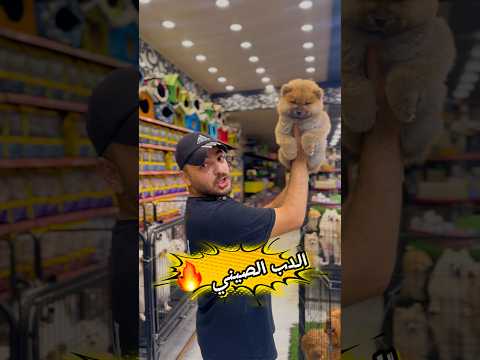 كلب على شكل دب
