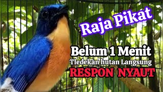 Download lagu suara pikat tledekan gunung Ampuh || Sekali dengar langsung nyaut Auto poin mp3
