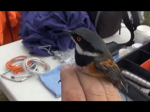 Natures Valley Birding project.