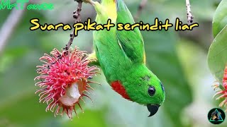Download lagu Suara serindit untuk pemikat serindit liar, PALING AMPUH!!! , [TANPA IKLAN] mp3