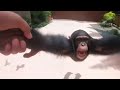 Life Can Be A Dream Monkey 10 Hours Edition
