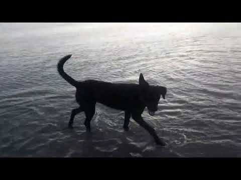 Cacha pregos vera cruz Bahia Brasil 