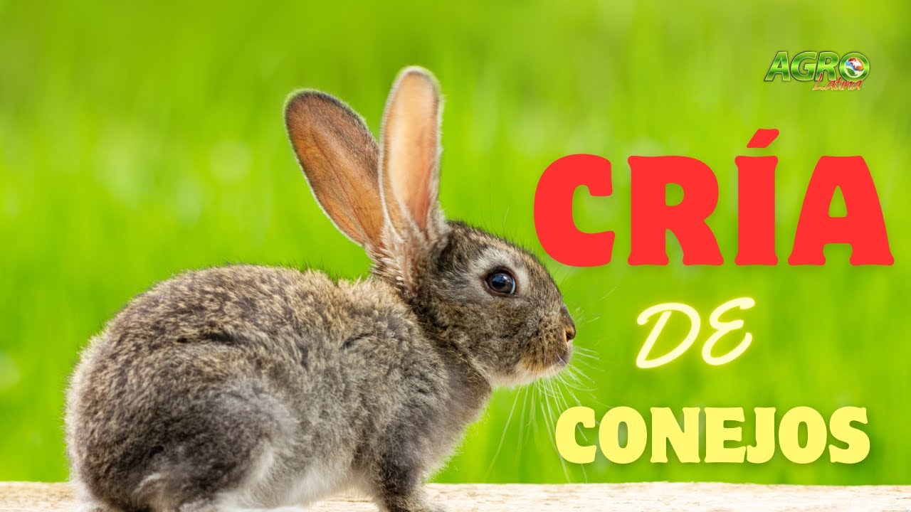 CRÍA DE CONEJOS Manejo de una granja de conejos CUNICULTURA