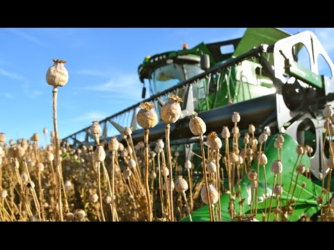 Poppy Seed - Seeding to Harvest | John Deere 7280R - S680i - Lemken | Blauwmaanzaad oogst Thes Agro