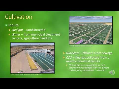 Biofuel From Microalgae