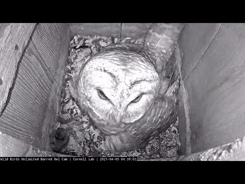 Male Barred Owl Delivers Carolina Wren To Nest Box – April 5, 2021