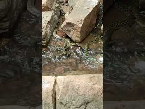 The real Takshak snake || The entire family of the snake god || Snake Family || 🐍🐍😱😱