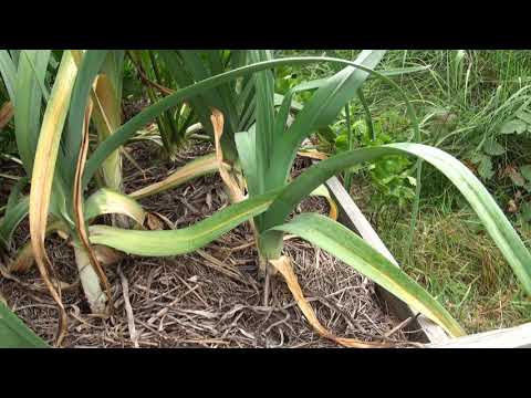 Ogrodowe pierdamony 79 - por kwitnie rok za wcześnie