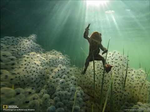 Jorge Reyes - Mariposa de Obsidiana