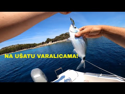 Ribolov ušate (Saddled Bream) - Otok Žut, 22.05.2020.