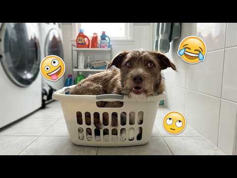You Will Laugh HARDER Than You Expect 🤣 Funniest DOGS Video 2026 Try Not To Laugh