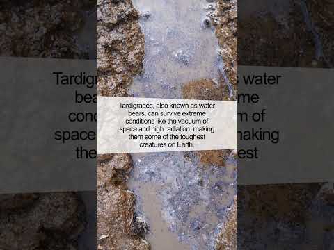 Incredible Power of Water Bears: Tardigrades Survive Extreme Conditions!