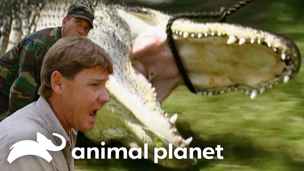 Steve Helps U.S. Army Rangers Wrangle Gators! | The Crocodile Hunter | Animal Planet