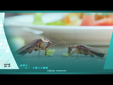 تقنية جديدة للقضاء على الحشرات الزاحفة