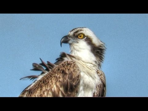 Osprey Preening Up Close
