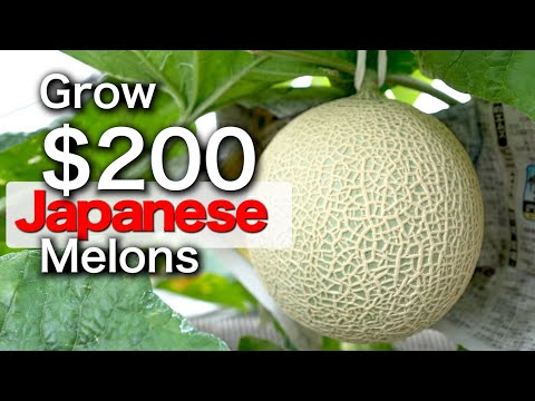 How to grow Japanese Melons | Shizuoka Crown Melon | Seed Grown to Harvest