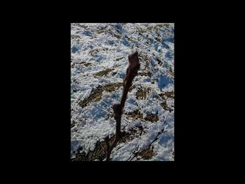 Adventní zamyšlení 4   Jitka Krausová