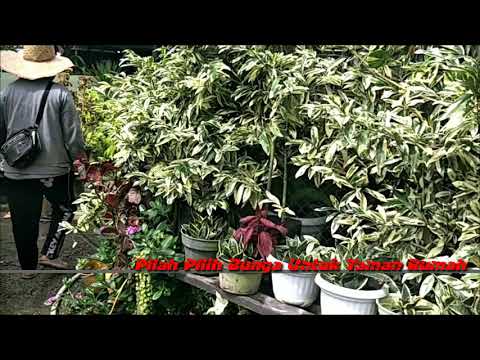 Ratusan Jenis Bunga dan Buah Lengkap di Florist Binjai Harga Mulai Seribuan Cocok Buat Taman Rumah