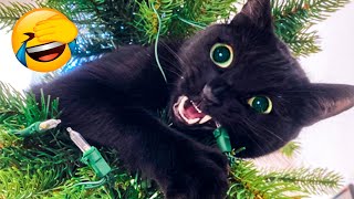 Funny Animals Life Watch HD Mp4 Videos Download Free Funny Animals Life Watch HD Mp4 Videos Download Free