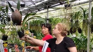 Visiting Lixian Orchids, Rio Grande Puerto Rico