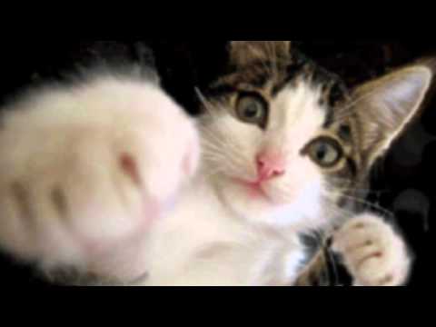 Whatismyipdotcom (Herr Kaschke)