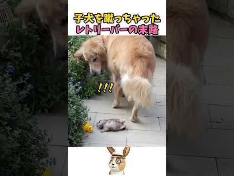 レトリバーを懲らしめるママコーギー