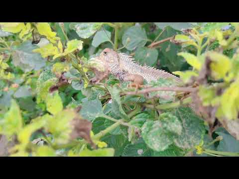 Chemelolion on a plant || HD video of Chemelolion #FreeHDvideo #RoyaltyFreeHdVideo #RFHD