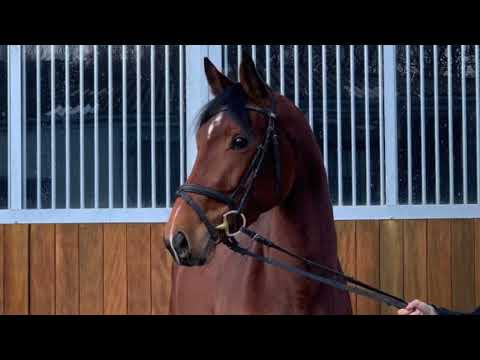 Lucy 5j. v. Lordanos - Graf Top VB 12.000,- Euro