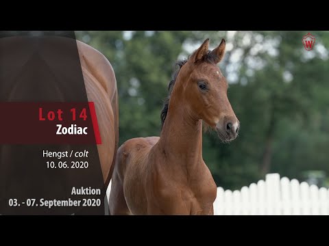 Online-Auktion v. 03. - 07.09.2020 Lot 14 Zodiac Hengst v. Zoom - Don Bedo I