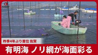 有明海、ノリ網が海面彩る 昨季4年ぶり首位、佐賀