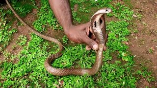 Brave Indian guy catching the cobra
