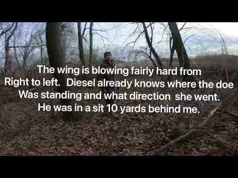 2020 Gut shot recovery