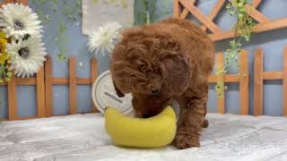 トイプードルの動画01