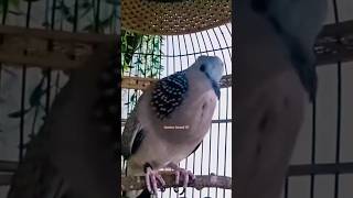 Download lagu Tekukur Kuk 5 Gacor Super Mewah Suara Besar Irama Sangat Merdu Enak Buat Pancingan mp3 Download lagu Tekukur Kuk 5 Gacor Super Mewah Suara Besar Irama Sangat Merdu Enak Buat Pancingan mp3