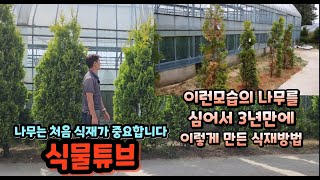 [교육영상] 나무를 초반에 어떻게 심는냐에 따라 관리도 없이 잘 자랄수 있습니다    #나무심는방법  #양재…