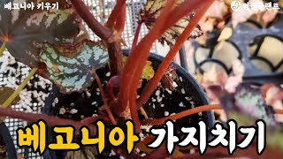 목베고니아 가지치기 