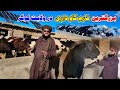گزارش ویژه از بزرگترین فارم گاو داری ولایت لوگر افغانس�
