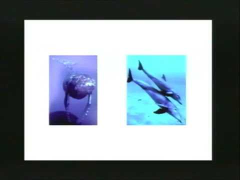 Lecture 25. Fossil Record (Biology 1B, Fall 2010, UC Berkeley)