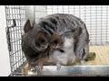 Chinchillas Fight For Freedom 