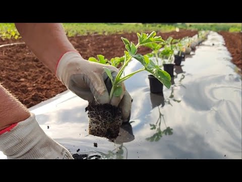 Ovako sadite lubenicu za brži rast i razvoj