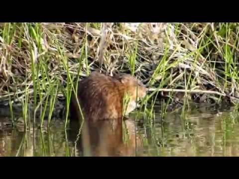 145 Ondatra pižmová, Ondatra zibethica, Muskrat, Jarmila Kačírková