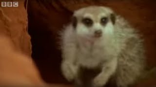 Adorable baby meerkats explore the African wild for the first time - BBC wildlife