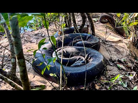    ENCONTRAMOS A MAIOR SUCURI DO BRASIL! CAÇADORES DE ANACONDAS - EPISÓDIO 1