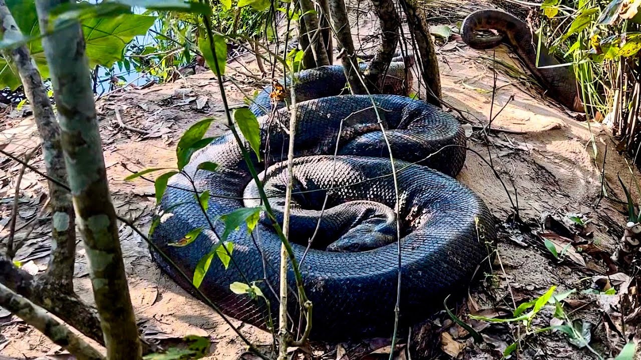 ENCONTRAMOS A MAIOR SUCURI DO BRASIL! CAÇADORES DE ANACONDAS - EPISÓDIO 1
