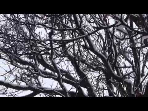 Die Nachtigall ruft den Frühling!