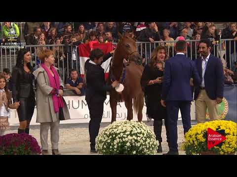 BRONZO N.104 DA ARIYANA - Verona 2017 - Yearling Fillies Championship (Class 13)
