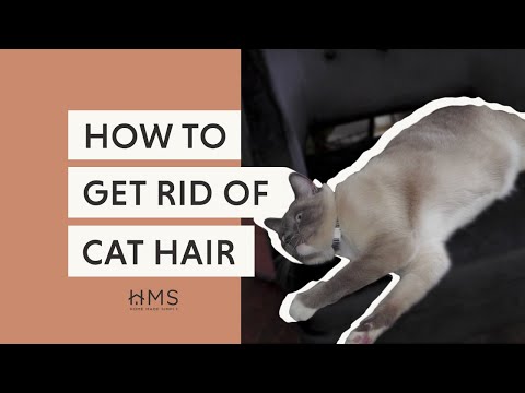 How To Remove Cat Hair From Everywhere: A Cleaning Guide How To Remove Cat Hair From Everywhere: A Cleaning Guide